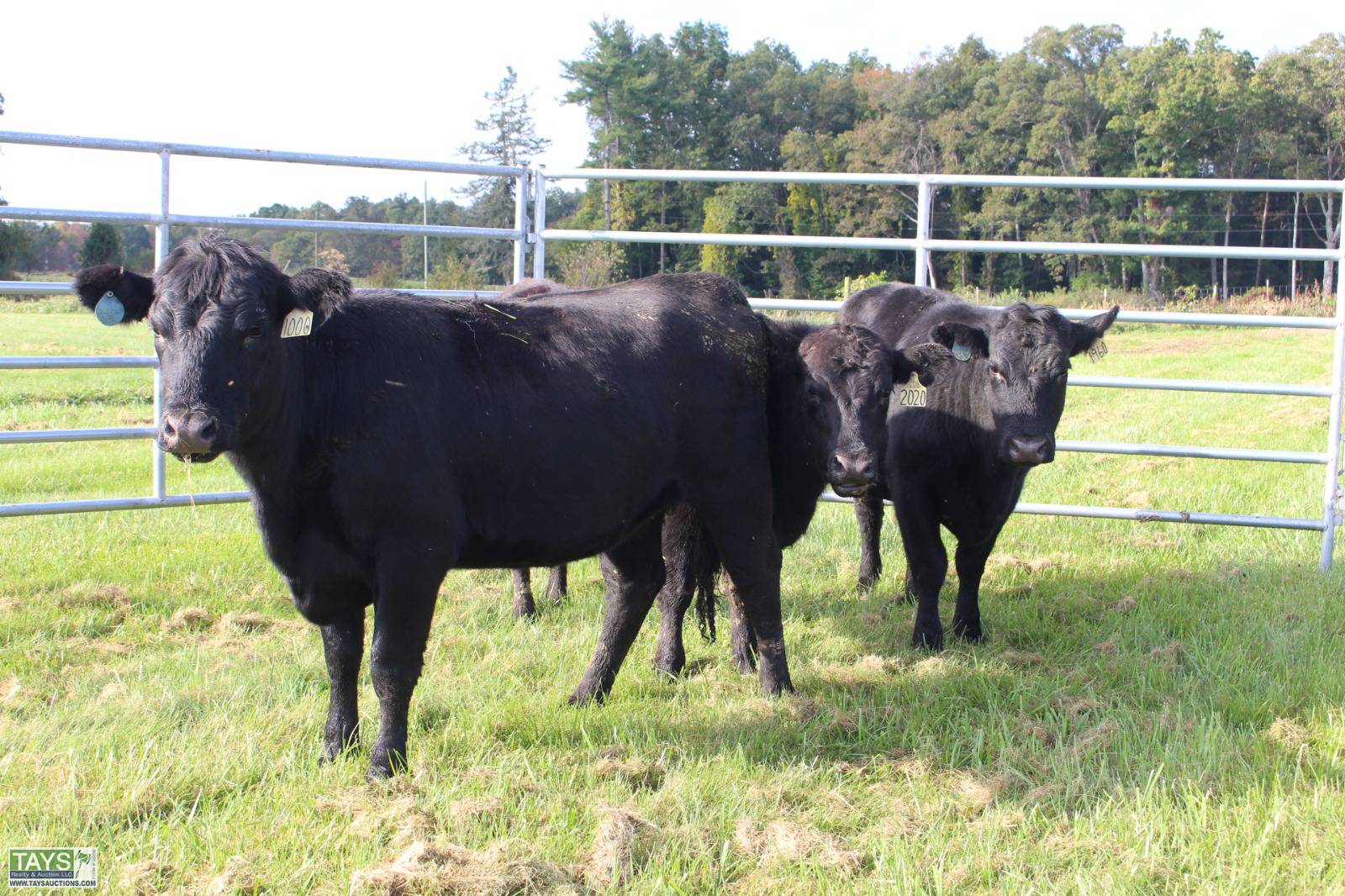 Tays Realty & Auction ONLINE CATTLE AUCTION 90± HEAD of REGISTERED