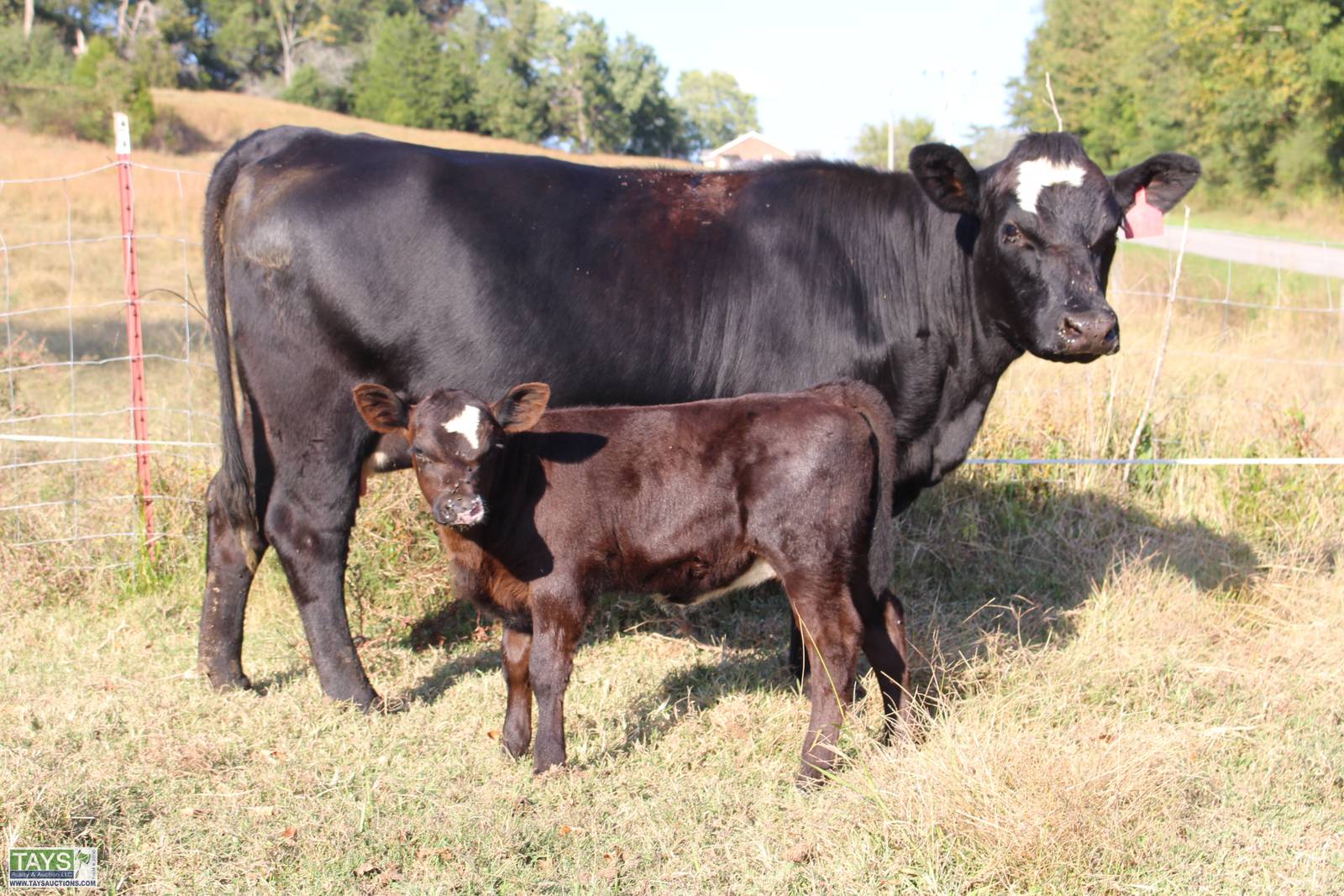 Tays Realty & Auction ONLINE CATTLE SALE 5th ANNUAL GOD'S COUNTRY