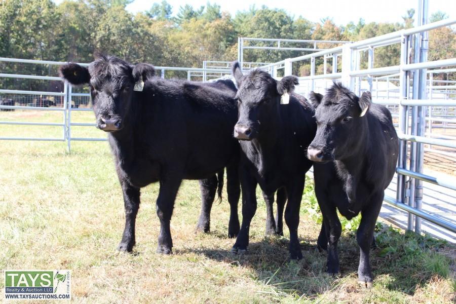Tays Realty & Auction ONLINE CATTLE AUCTION REGISTERED ANGUS REPLACEMENT FEMALES FROM THE